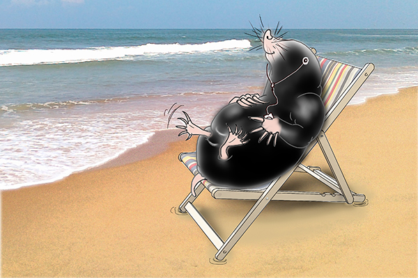 a mole relaxing on the beach